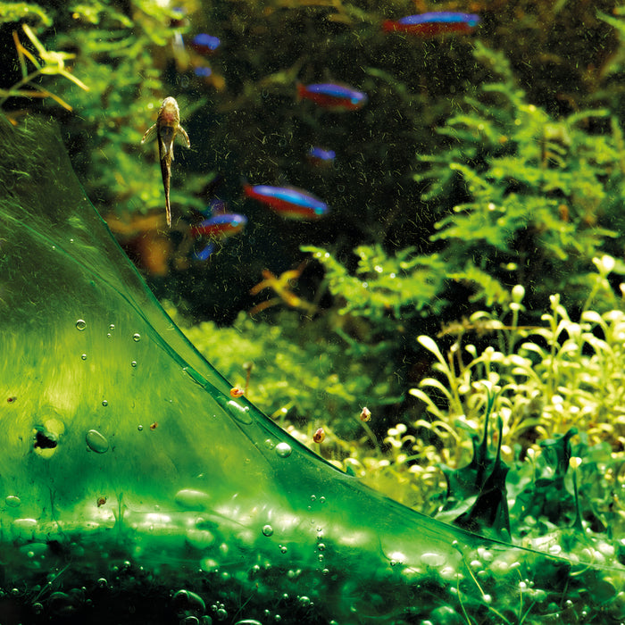 Comment se débarrasser des algues dans un aquarium?