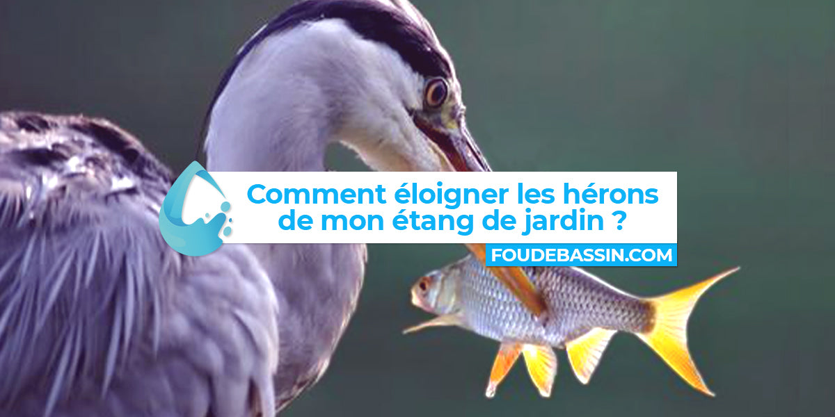 Comment éloigner les hérons de mon étang de jardin ?