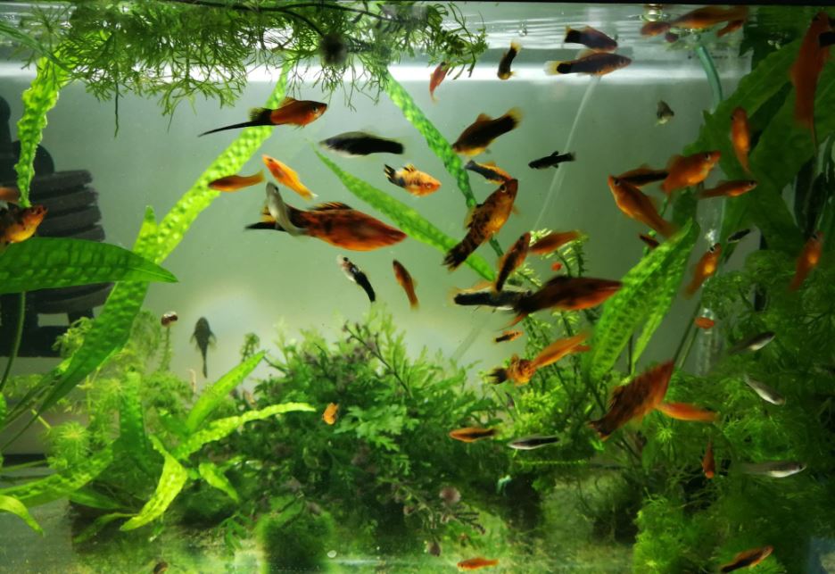 Le GH et le KH dans l'eau de l'aquarium —