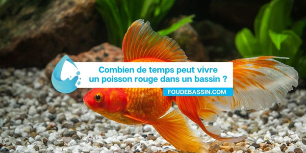 Combien de temps vivent les poissons rouges de bassin?