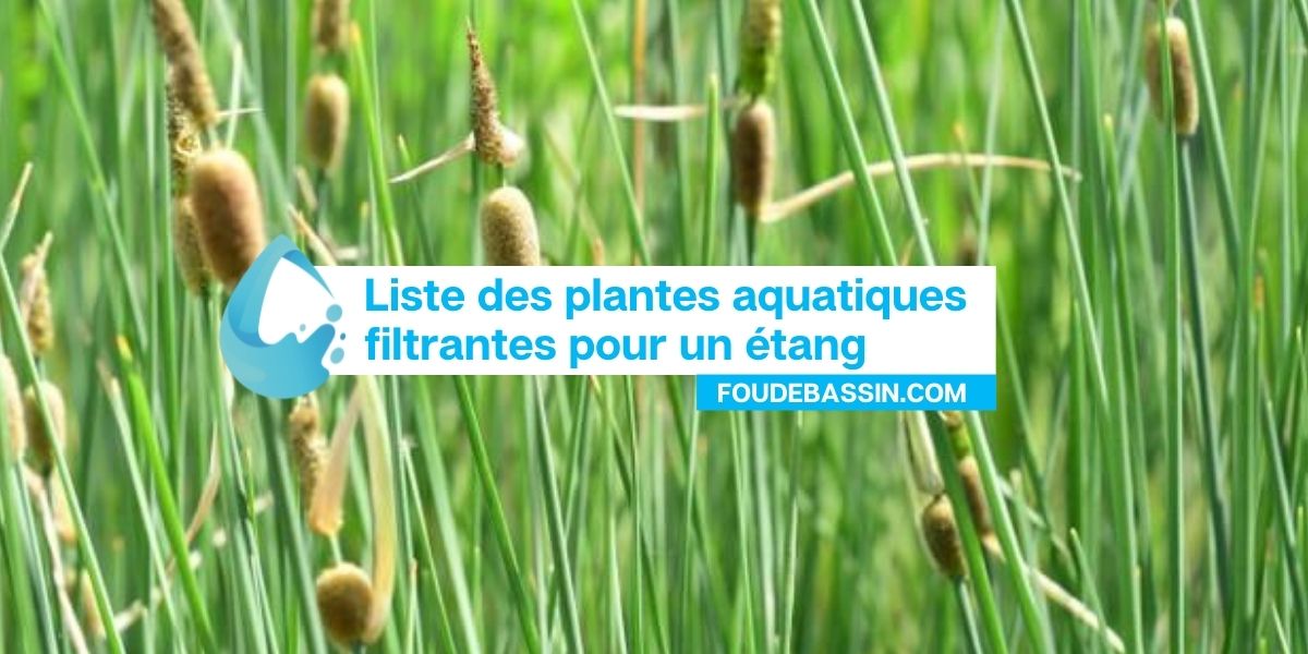 Liste des plantes aquatiques filtrantes