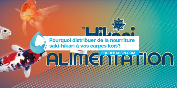 Pourquoi distribuer de la nourriture saki-hikari à vos carpes koïs?
