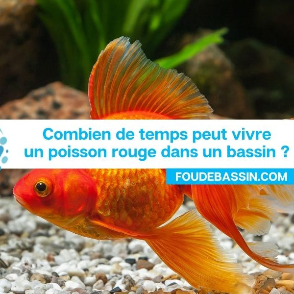 Combien de temps vivent les poissons rouges de bassin?