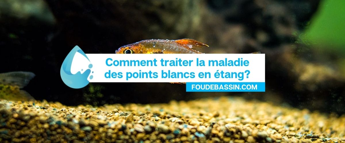 Comment traiter les points blancs dans un étang?