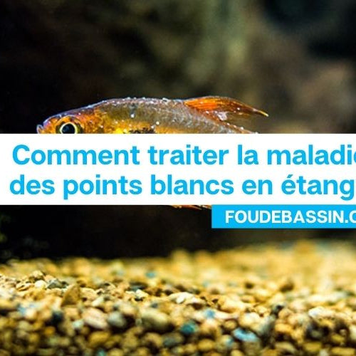 Comment traiter les points blancs dans un étang?