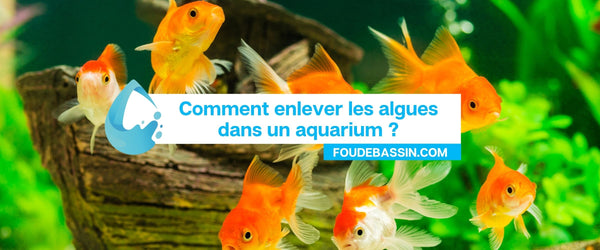 Hoe algen in een aquarium verwijderen?