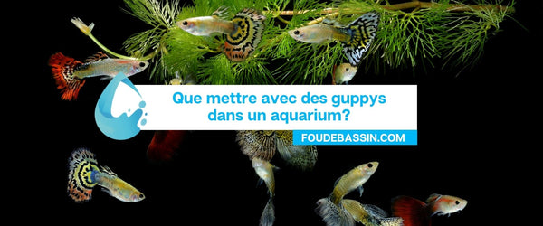 What to put with guppies in an aquarium?
