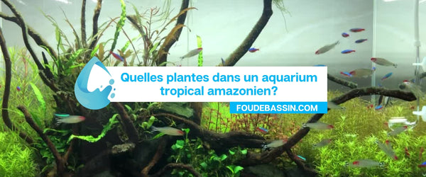 What plant in a tropical Amazonian aquarium?
