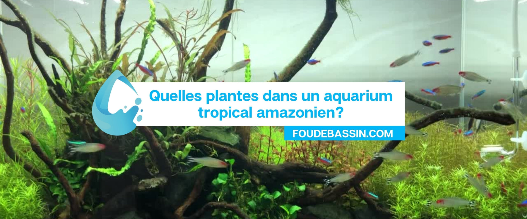 Quelle plante dans un aquarium tropical amazonien?
