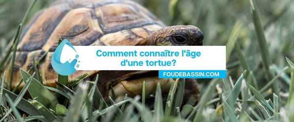 Comment connaître ou déterminer l'âge d'une tortue?