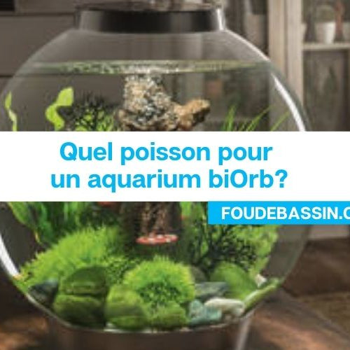 Quels poissons pour un aquarium biOrb?
