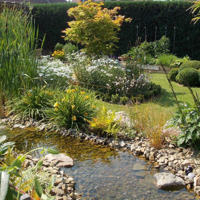 Pourquoi installer une mare naturelle aux abords d'un potager?