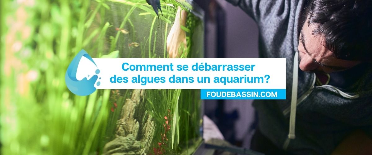 Comment se débarrasser des algues dans un aquarium?