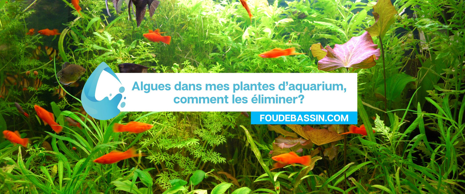 Algues dans mes plantes d’aquarium, comment les éliminer?