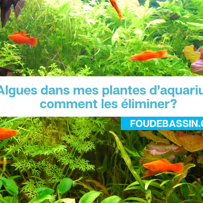 Cyanobactéries en aquarium : comment les éliminer?