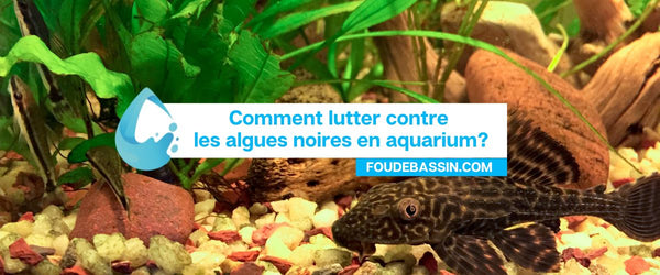 Comment lutter contre les algues noires en aquarium?