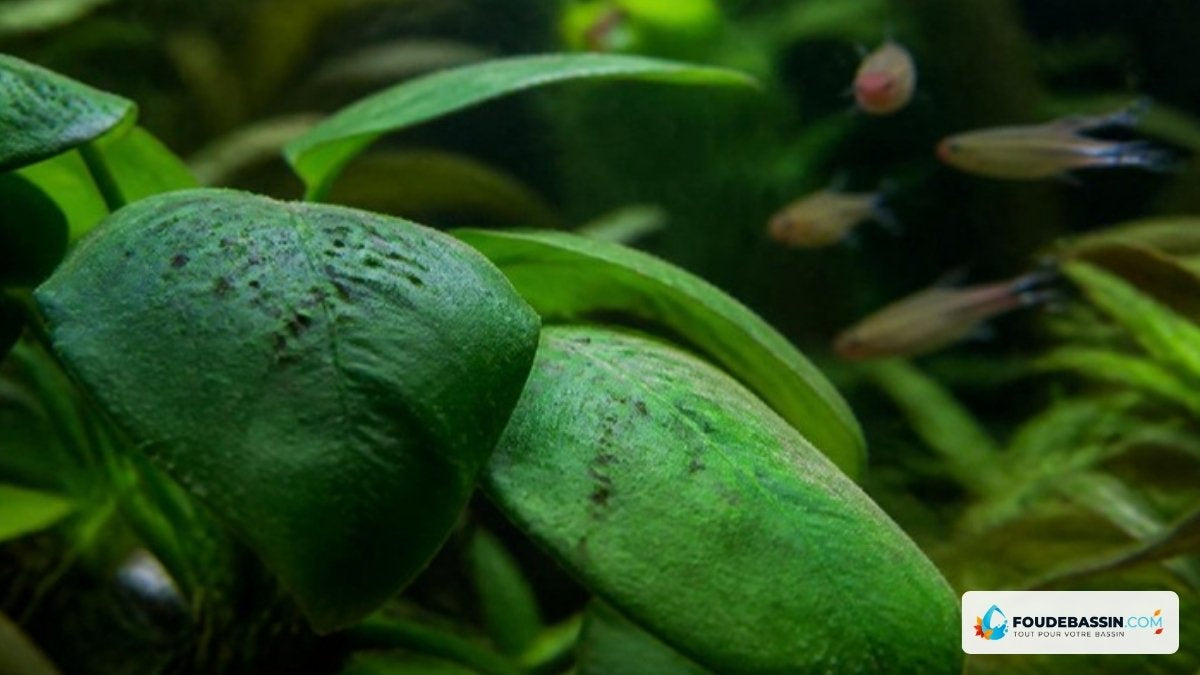 Algues sur les plantes d'aquarium – Foudebassin