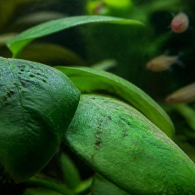 Algues sur les plantes d'aquarium – Foudebassin