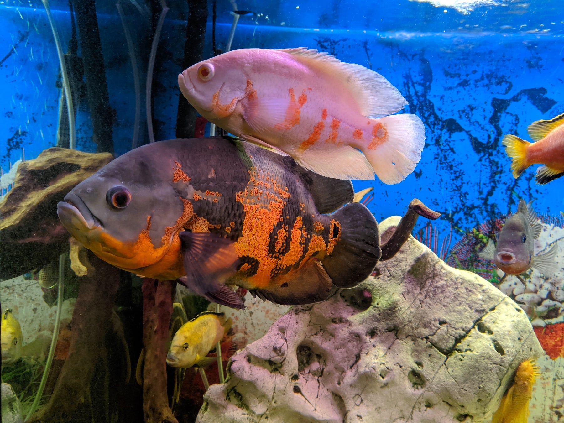 10 Questions avant d'acheter un aquarium ou des poissons