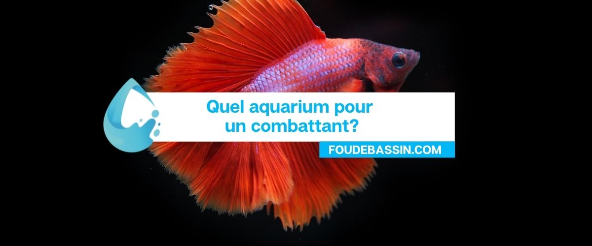 Quel aquarium pour un combattant?