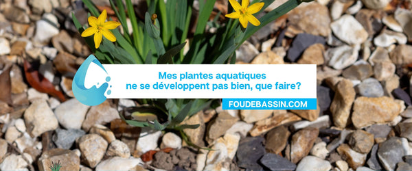 Mes plantes aquatiques ne se développent pas bien, que faire?