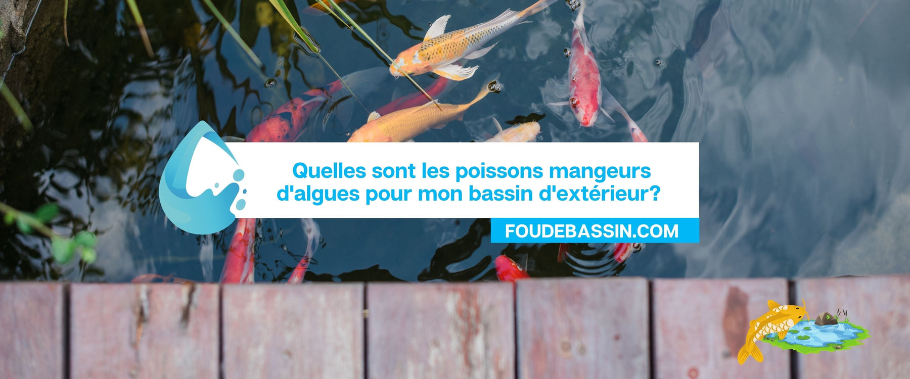 Quelles sont les poissons mangeurs d'algues pour mon bassin d'extérieur? 