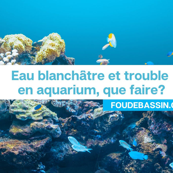 Eau blanchâtre et trouble en aquarium, que faire?