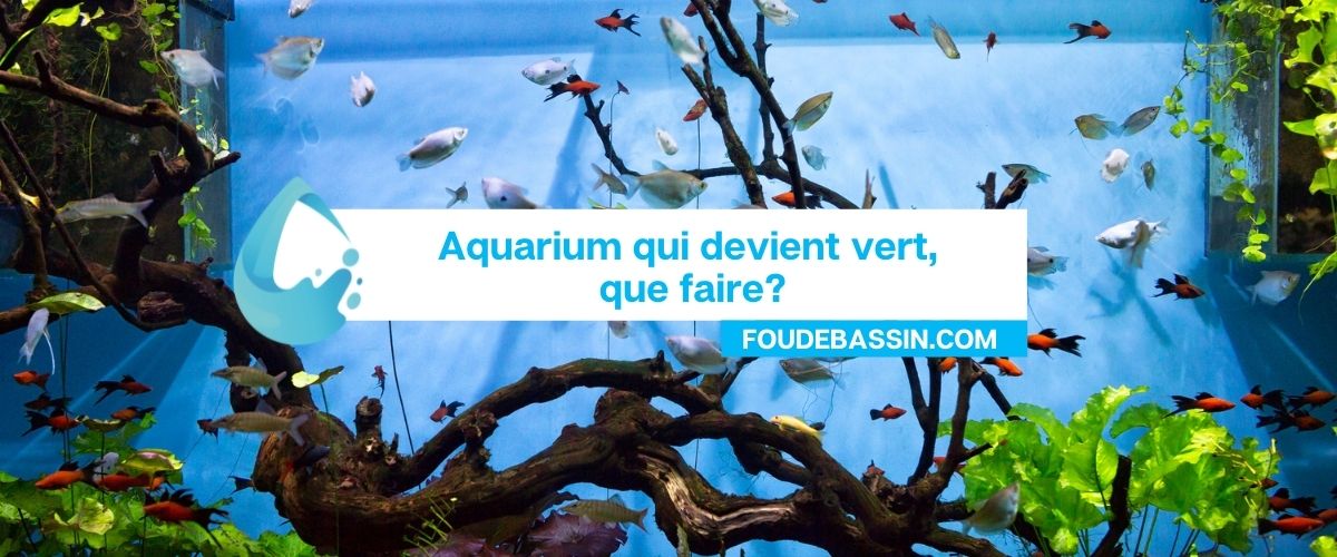 Quel aquarium pour un combattant ?