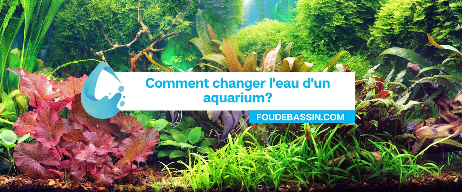 Comment changer l'eau d'un aquarium? — FOUDEBASSIN.COM
