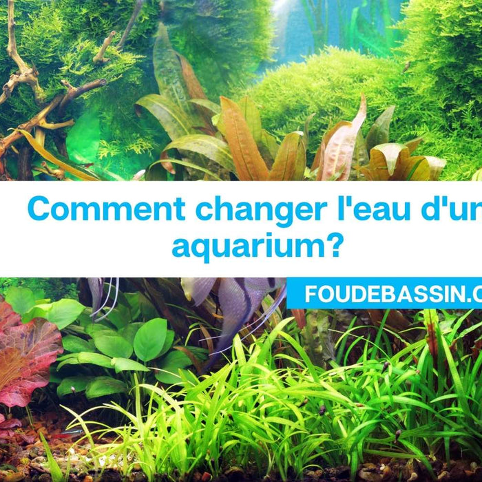 Comment changer l'eau d'un aquarium?