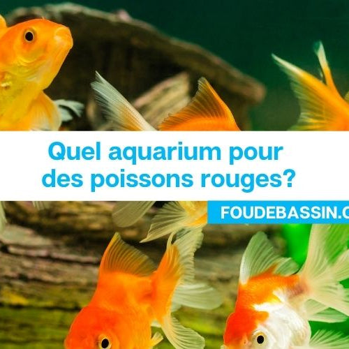 Quel aquarium pour des poissons rouges?