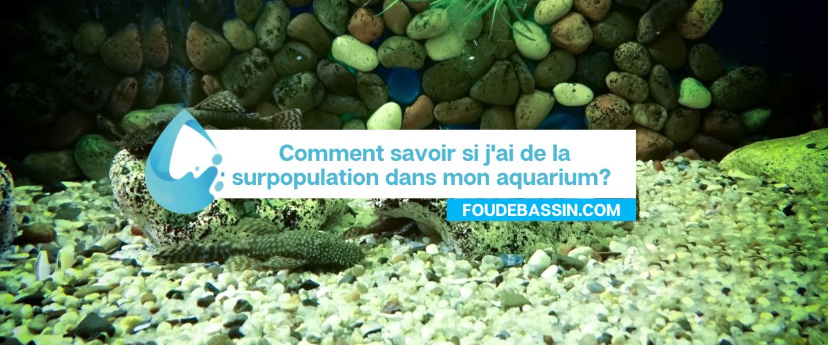Comment savoir si j'ai de la surpopulation dans mon aquarium?