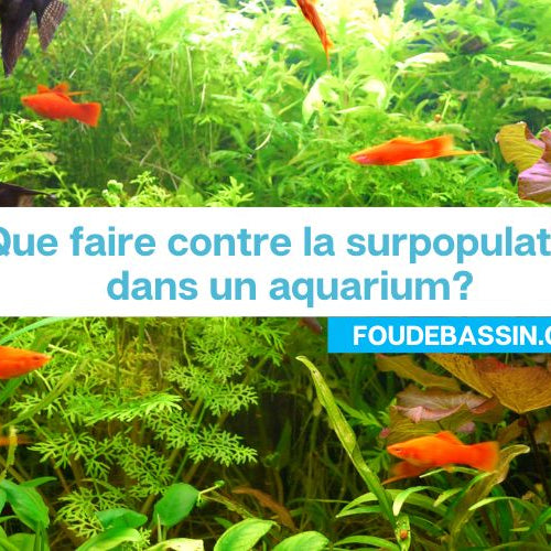 Problème de surpopulation en aquarium, comment faire?