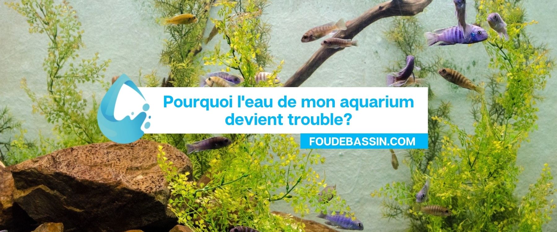 Pourquoi l'eau de mon aquarium devient trouble?