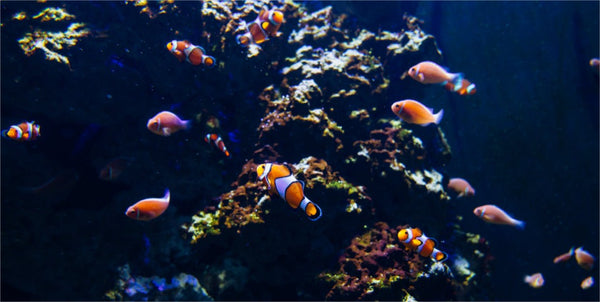 Hoe het water in een aquarium onder controle houden?