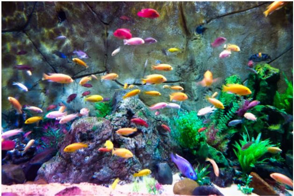 Hoe te beginnen met uw aquarium en de praktijk van aquaria?