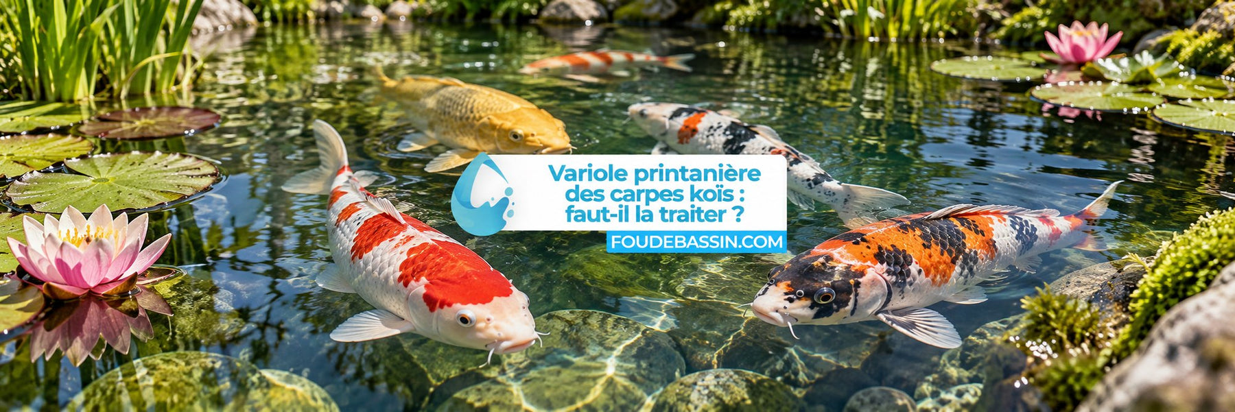 Quel traitement pour soigner la variole printanière chez les carpes koïs?