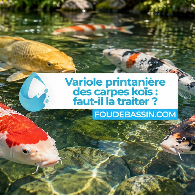 Quel traitement pour soigner la variole printanière chez les carpes koïs?