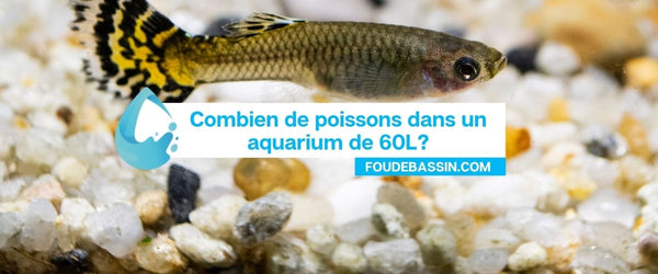 Hoeveel vissen in een aquarium van 60 liter?