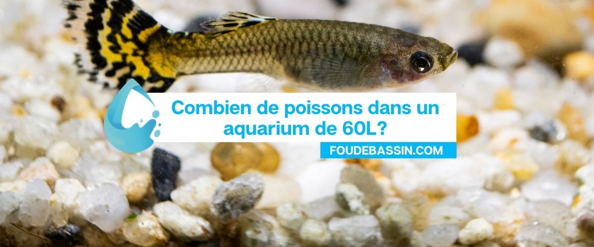 Combien de poissons dans un aquarium de 60L?