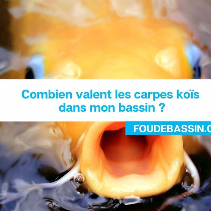 Combien valent les carpes koïs dans mon bassin ?