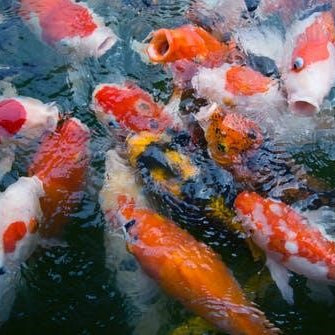 Combien de poissons je peux mettre dans mon bassin de 10M³ ?