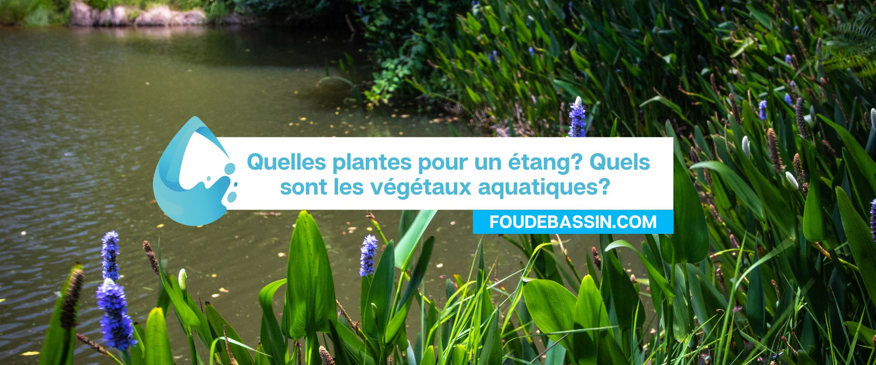 Quelles plantes pour un étang? Quels sont les végétaux aquatiques?