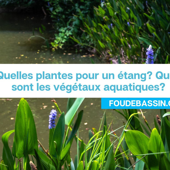 Quelles plantes pour un étang? Quels sont les végétaux aquatiques?