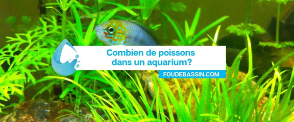 How many fish in an aquarium?