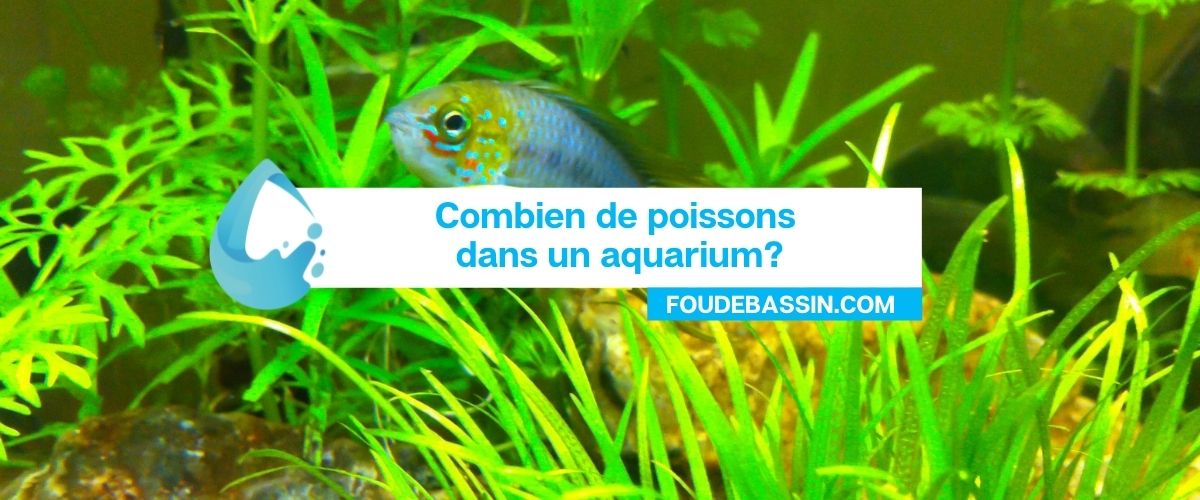 Combien de poissons dans un aquarium?