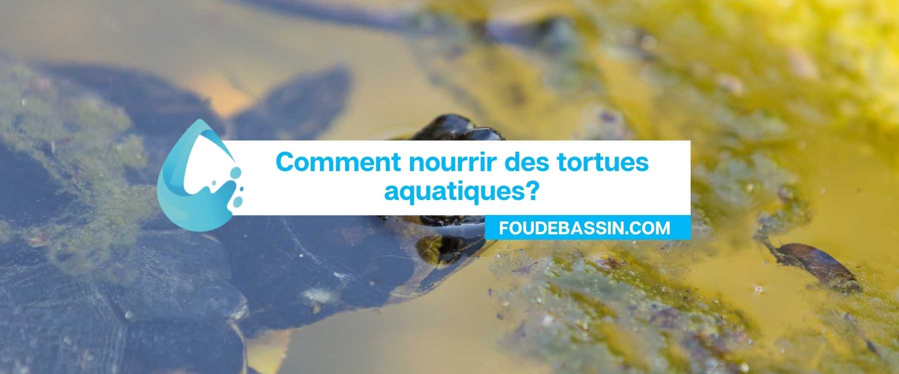Comment nourrir des tortues aquatiques?