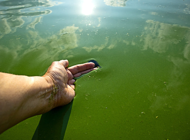 Combattre et prévenir les algues flottantes dans l'étang