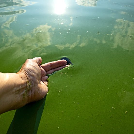 Comment éliminer les cyanobactéries en étang?