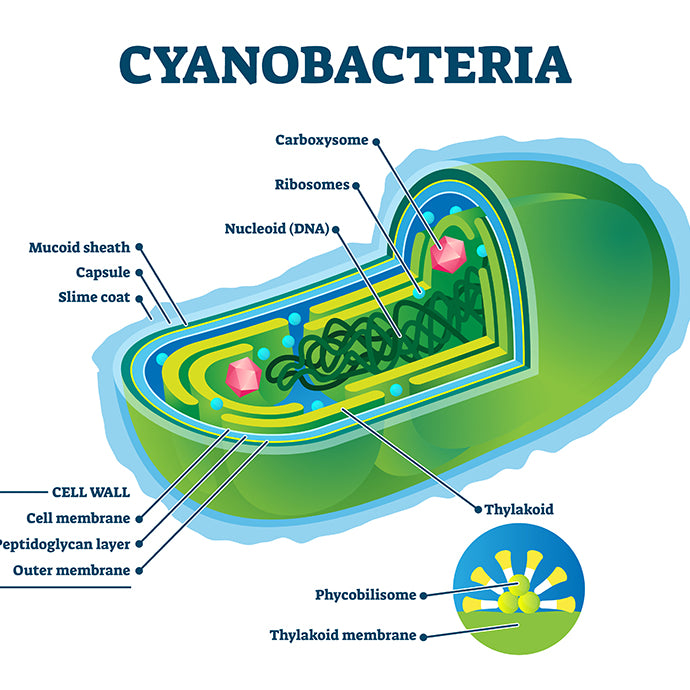 Comment éliminer les cyanobactéries en aquarium?